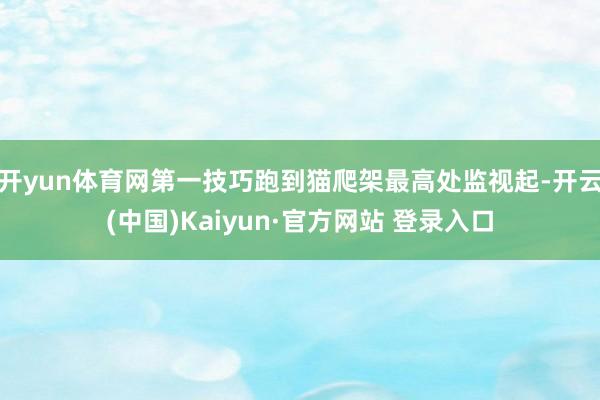 开yun体育网第一技巧跑到猫爬架最高处监视起-开云(中国)Kaiyun·官方网站 登录入口